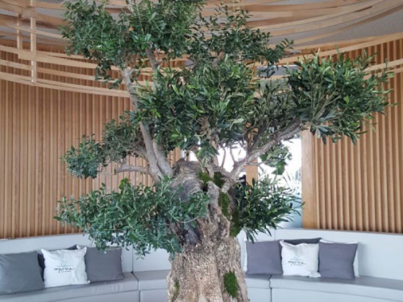 Interior de bar con banco corrido en círculo y árbol de olivo en el centro